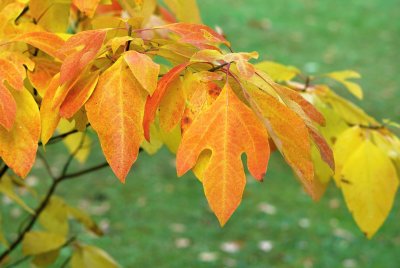 Sassafras albidum - sasafras lékařský - podzimní list